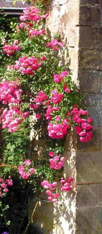 Private garden near Maastricht